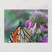 Natuurfotografie van monarchvlinder briefkaart (Voorkant)