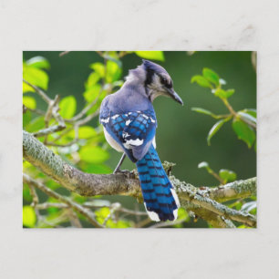 Natuurfotografie Verlegen Blauwe Gaai Kleding Cade Briefkaart