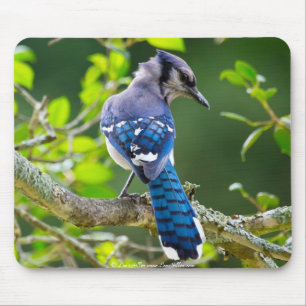 Natuurfotografie Verlegen Blauwe Gaai Kleding Cade Muismat