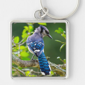 Natuurfotografie Verlegen Blauwe Gaai Kleding Cade Sleutelhanger