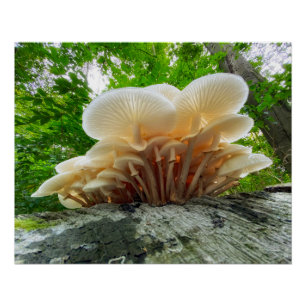 Natuurgeheimen - herfstschimmels op reis perfect poster