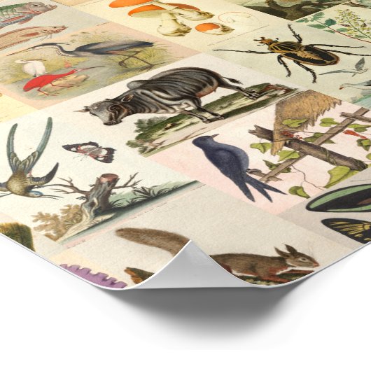  natuurgeschiedenis Kunst Collage Botanisch Poster