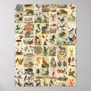 natuurgeschiedenis Kunst Collage Botanisch Poster