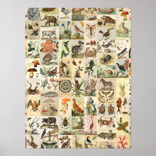  natuurgeschiedenis Kunst Collage Botanisch Poster (Voorkant)
