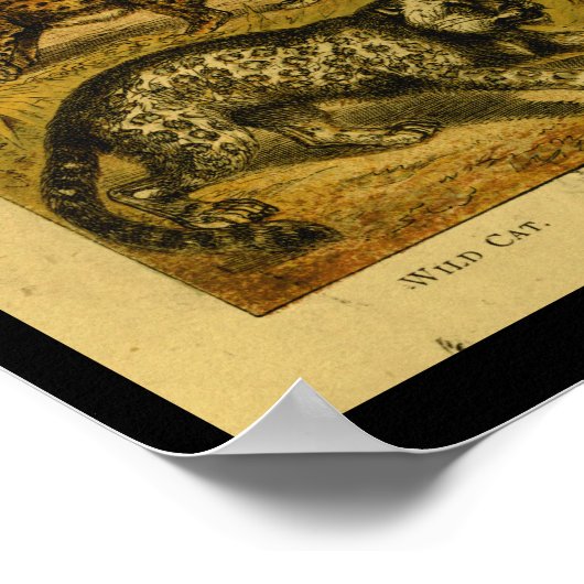  natuurhistorie van Wilde Kat uit Serval Afdrukken Poster (Hoek)