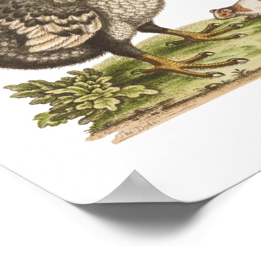 Natuurhistorisch museum-Dodo-Extinct-Bird Poster (Hoek)