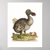 Natuurhistorisch museum-Dodo-Extinct-Bird Poster (Voorkant)
