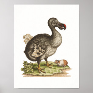 Natuurhistorisch museum-Dodo-Extinct-Bird Poster