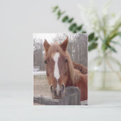 Natuurlijk een paard briefkaart (Staand voorkant)