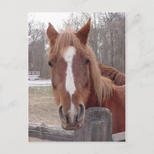 Natuurlijk een paard briefkaart (Voorkant)
