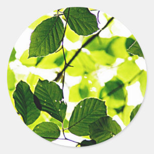 natuurlijk groen blad bladeren Trees Earth Mooi D Ronde Sticker