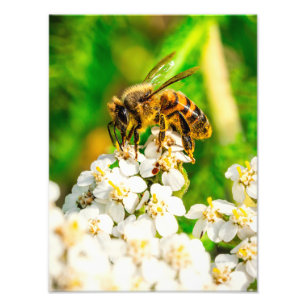 Natuurlijke Bijen Wildlife Fotografie Kunstprint Foto Afdruk