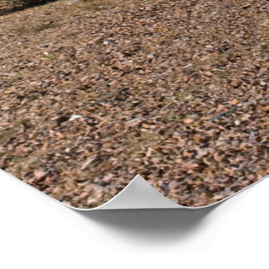 Natuurlijke Cactus Landscape 3994 Poster (Hoek)