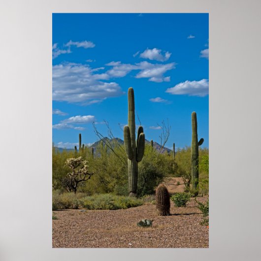 Natuurlijke Cactus Landscape 3994 Poster (Voorkant)