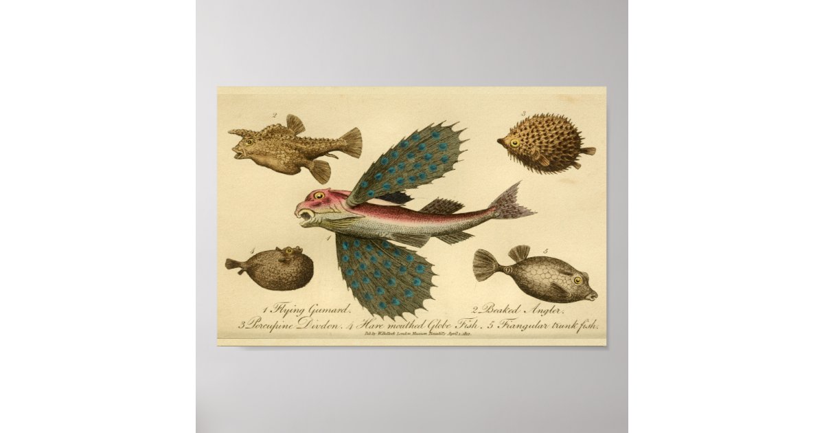 natuurlijke geschiedenis van vliegende vis Afdruk Poster | Zazzle.nl