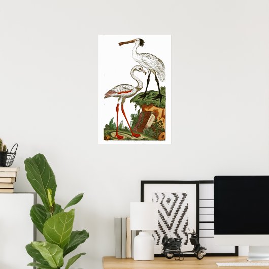 Natuurlijke geschiedenis van vogels 1795 Bord 33 K Poster (Thuiskantoor)