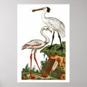 Natuurlijke geschiedenis van vogels 1795 Bord 33 K Poster (Voorkant)