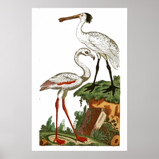 Natuurlijke geschiedenis van vogels 1795 Bord 33 K Poster (Voorkant)