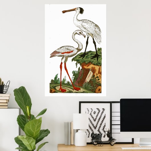 Natuurlijke geschiedenis van vogels 1795 Bord 33 Poster (Thuiskantoor)