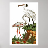 Natuurlijke geschiedenis van vogels 1795 Bord 33 Poster (Voorkant)