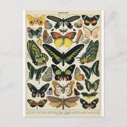 Natuurlijke geschiedenisvlinder briefkaart (Voorkant)