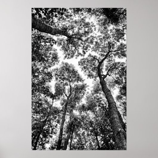 Natuurlijke geschiktheid (topjes van bomen) poster (Voorkant)