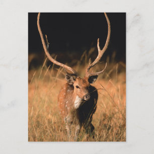 Natuurlijke habitat van chital   Nationaal park Ba Briefkaart