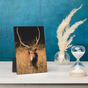 Natuurlijke habitat van chital Nationaal park Ba Fotoplaat