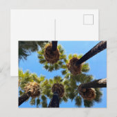 Natuurlijke inheemse palmbomen briefkaart (Voorkant / Achterkant)
