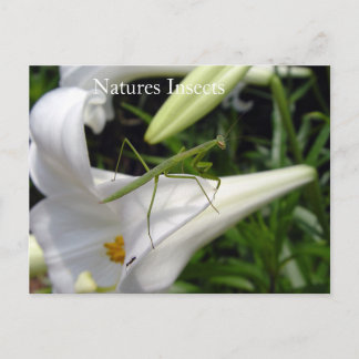 Natuurlijke insecten op bloem briefkaart