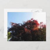 Natuurlijke kleur briefkaart (Voorkant / Achterkant)