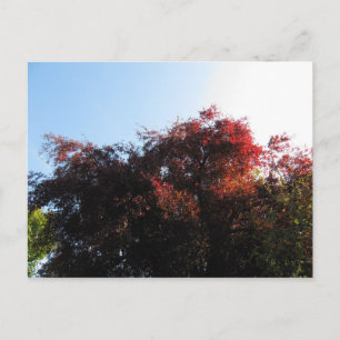 Natuurlijke kleur briefkaart