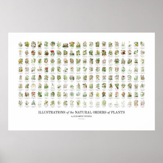 Natuurlijke Orders van Planten - Alle illustraties Poster (Voorkant)
