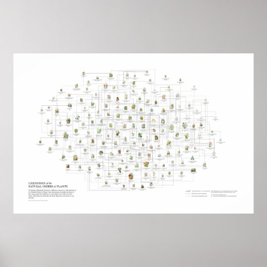 Natuurlijke Orders van Planten - Waarschijnlijkhei Poster (Voorkant)