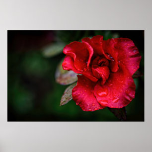 Natuurlijke Rode Bloem natuur Foto poster