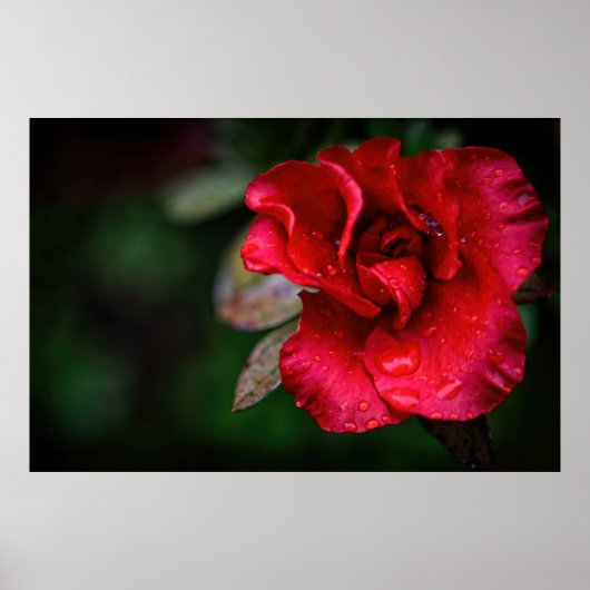 Natuurlijke Rode Bloem natuur Foto poster (Voorkant)