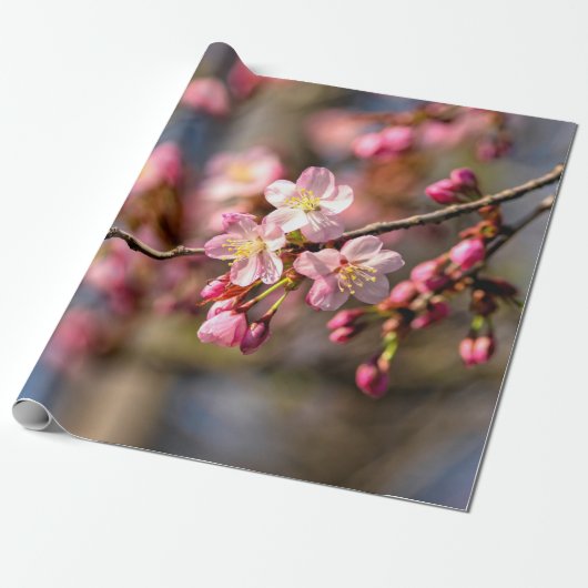 Natuurlijke schilders van de Sakura-bloemen op een Cadeaupapier (Uitgerold)
