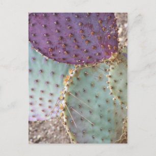 Natuurlijke schoonheid... prachtige Cactus Colors. Briefkaart