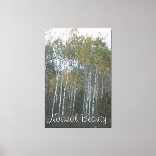 Natuurlijke schoonheid Witte berk Canvas Afdruk (Voorkant)