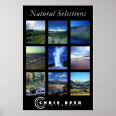 Natuurlijke selecties poster (Voorkant)