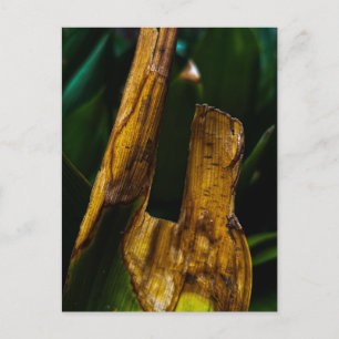 Natuurlijke textuur bij Milledgeville Georgia Briefkaart