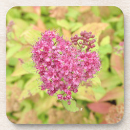 Natuurlijke ventilatorhartslag - doorboord met een bier onderzetter