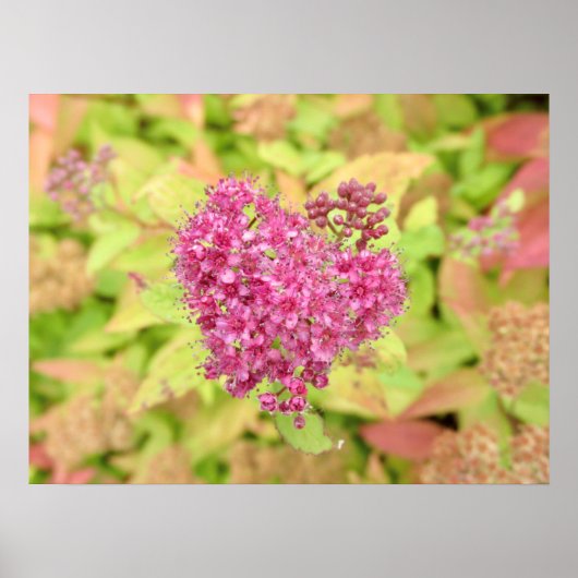 Natuurlijke ventilatorhartslag - doorboord met een poster (Voorkant)