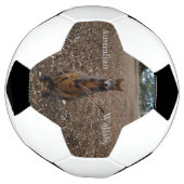 natuur's Feast: een Wallaby's Snack Break Voetbal (Gedraaid)