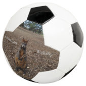 natuur's Feast: een Wallaby's Snack Break Voetbal (Drie kwart)