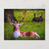 Natuur's majesteit in Phoenix Park Feestdagenkaart (Voorkant)