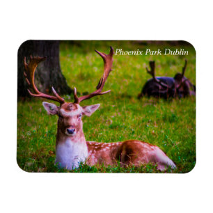 Natuur's majesteit in Phoenix Park Magneet