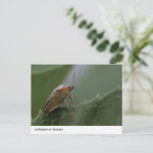Natuur's Marvel: Leafhopper op groen Briefkaart (Staand voorkant)