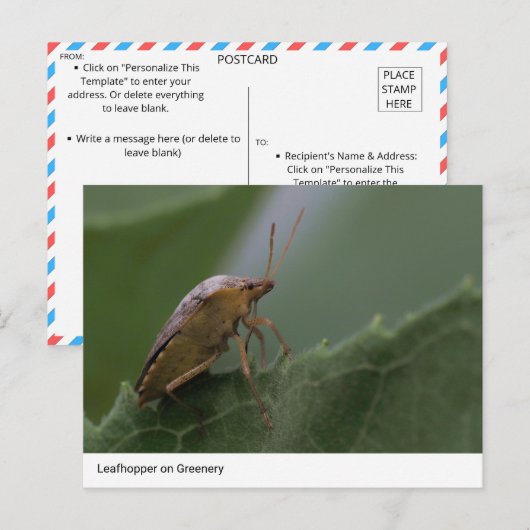 Natuur's Marvel: Leafhopper op groen Briefkaart (Voorkant / Achterkant)