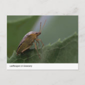 Natuur's Marvel: Leafhopper op groen Briefkaart (Voorkant)
